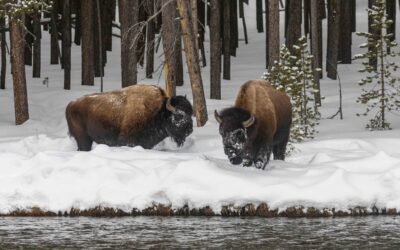 Yellowstone in Winter