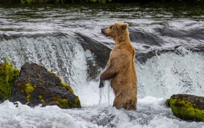 Katmai Trip Report