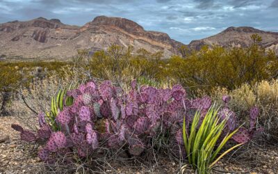 Big Bend Trip Report