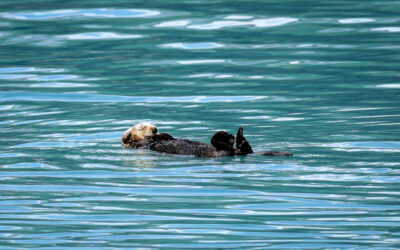 Kenai Fjords Trip Report